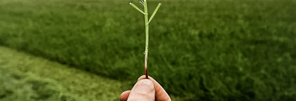 Photo illustrant la hauteur de coupe idéale pour une meilleure repousse