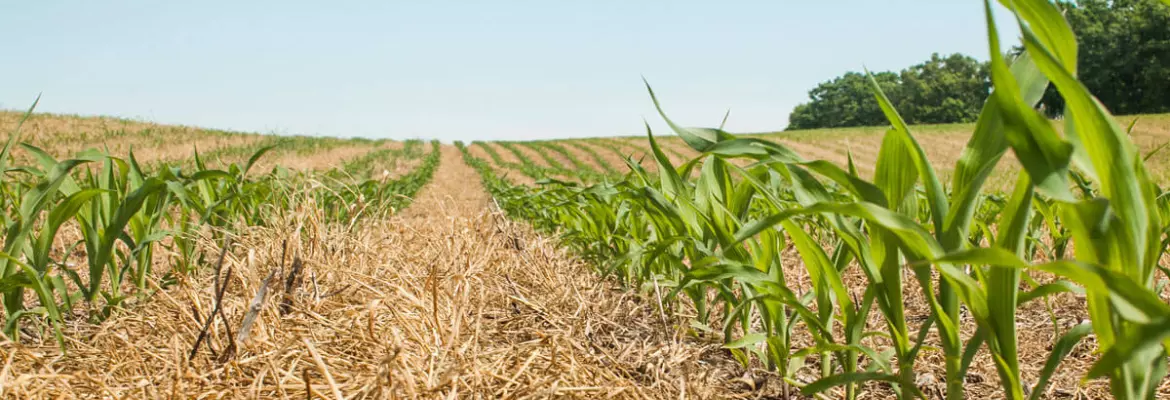 rows of maize growing in no-till field